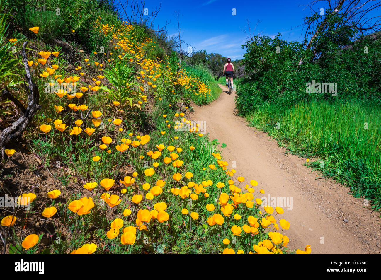 Mountain biking in Sycamore Canyon Point Mugu State Park Malibu California USA Stock Photo Alamy