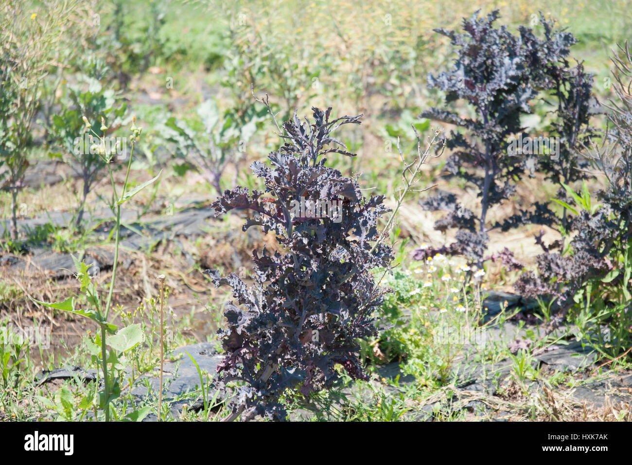 Purple kale growing in field Stock Photo