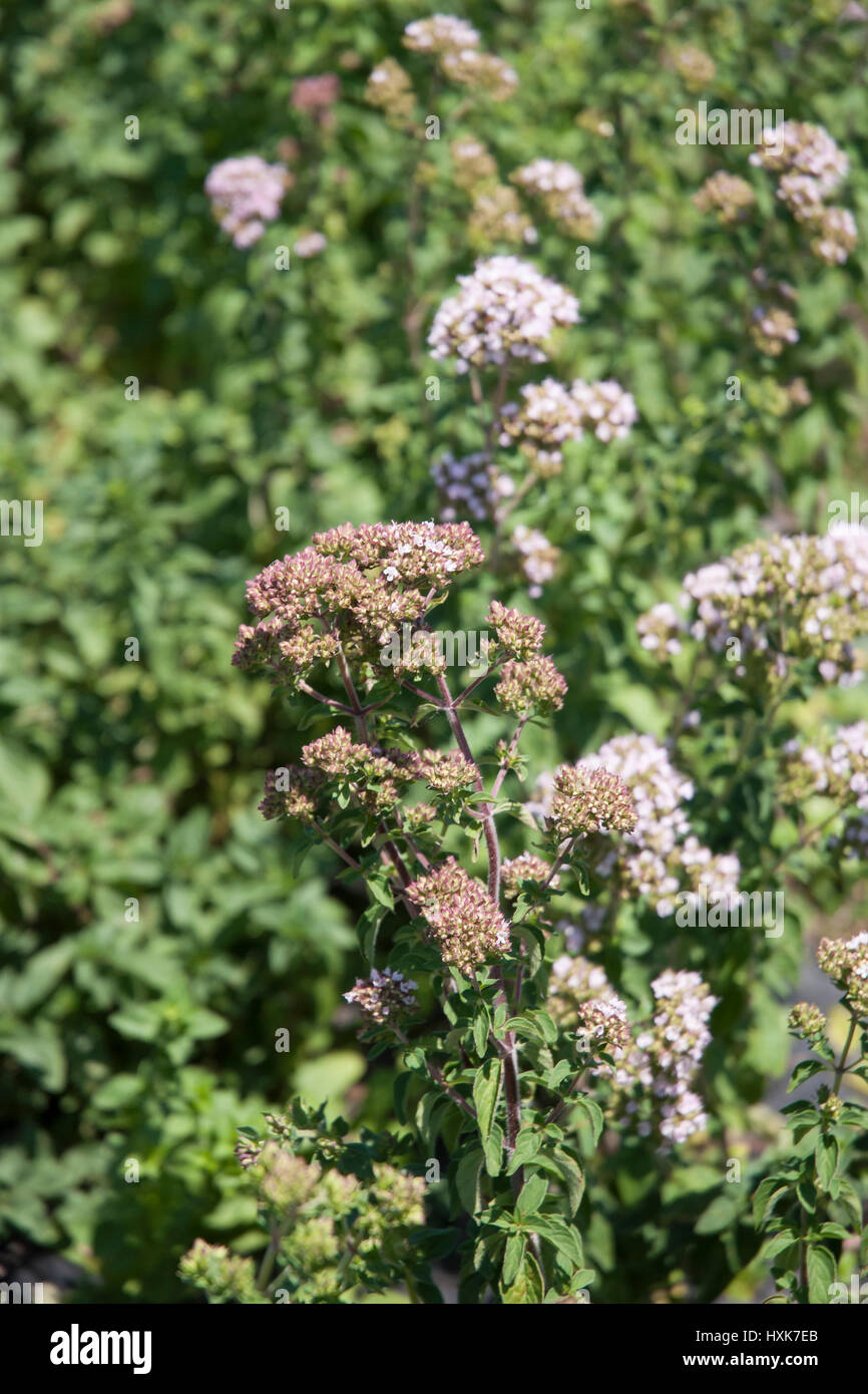 Oregano Flowers In A Field Origanum Vulgare Stock Photo Alamy