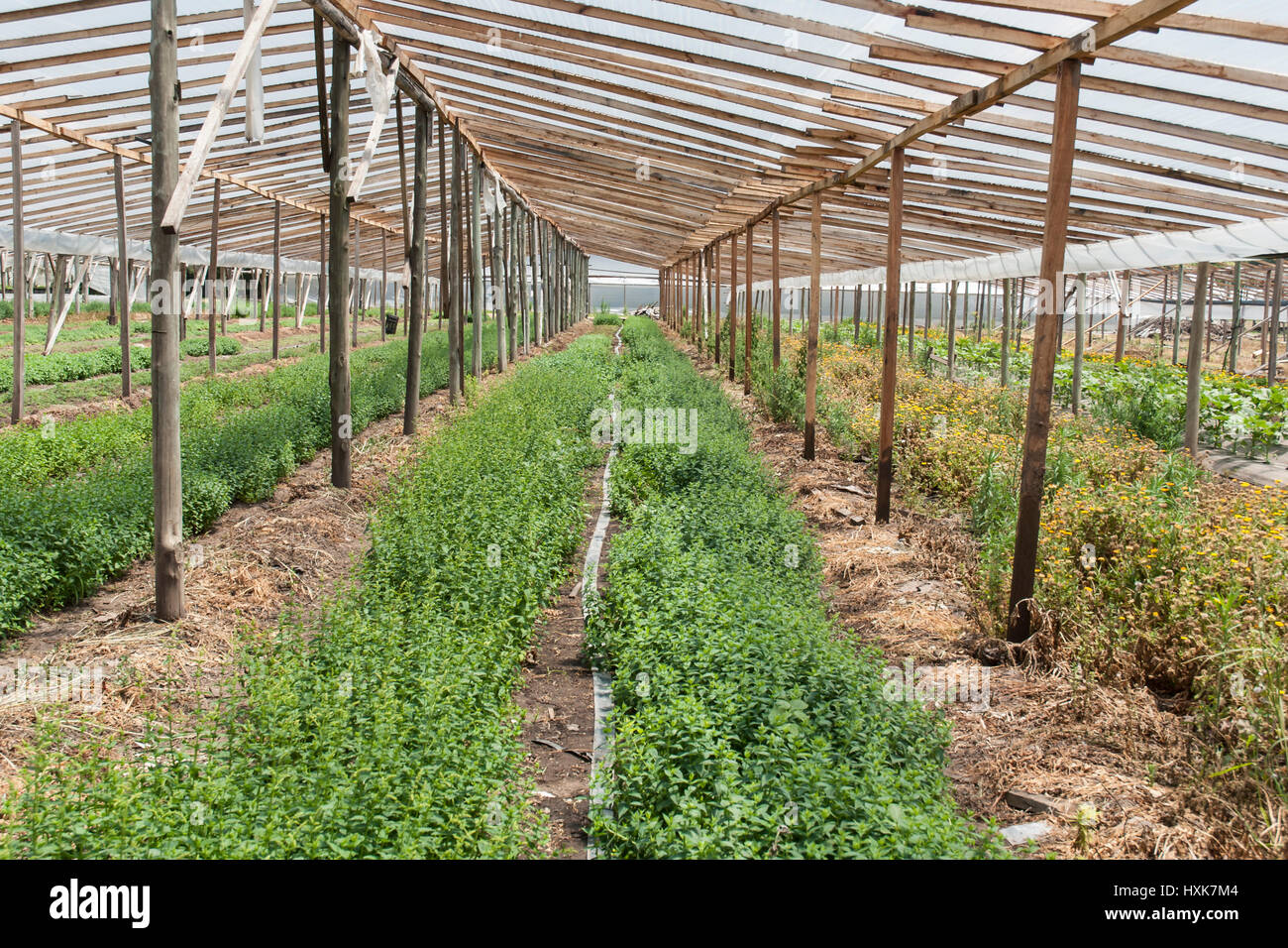 Mint plant (mentha spicata) growing in a greenhouse Stock Photo Alamy