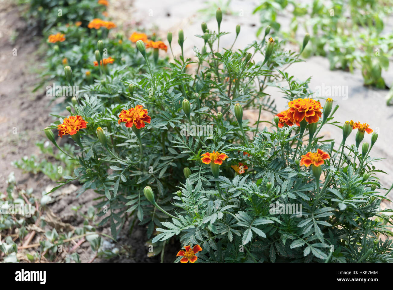 Tagetes patula - French Marigold growing in a field Stock Photo