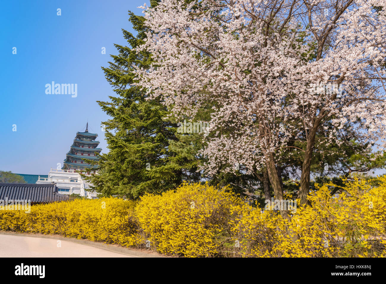 Spring cherry blossom or sakura flower at Gyeongbokgung Palace, Seoul, South Korea Stock Photo