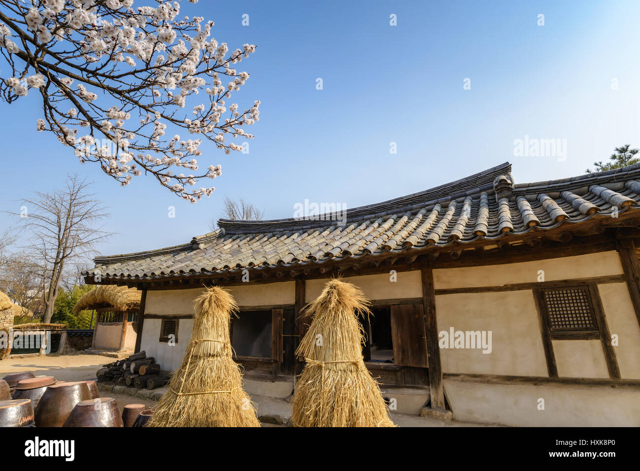 Spring cherry blossom or sakura flower and Korean traditional house, Seoul, South Korea Stock Photo