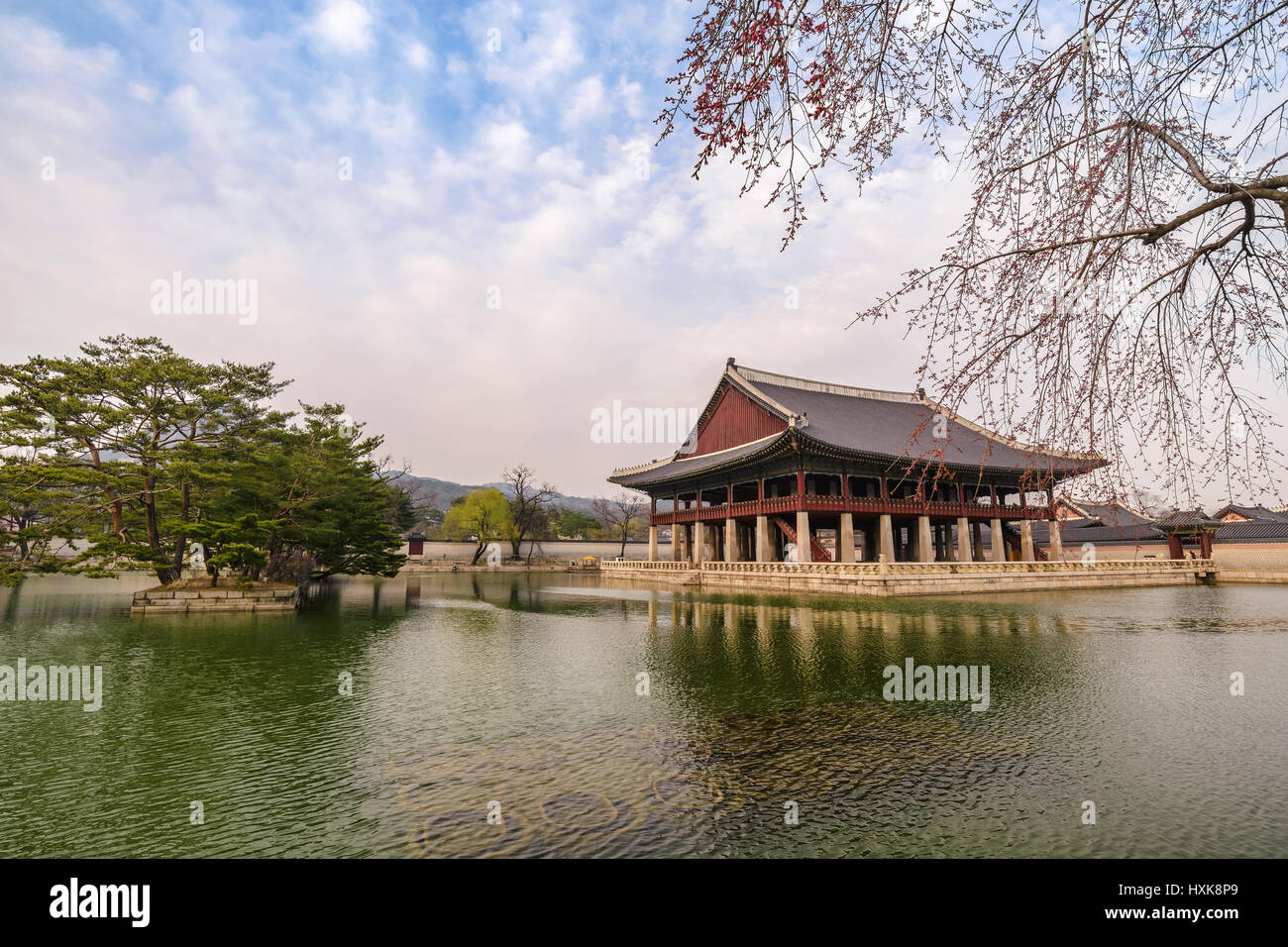 Spring cherry blossom or sakura flower at Gyeongbokgung Palace, Seoul, South Korea Stock Photo