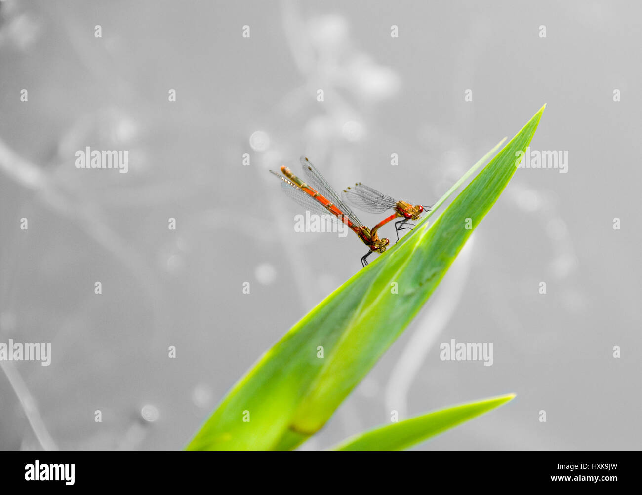Red dragonflies on a green leaf hi-res stock photography and images - Alamy