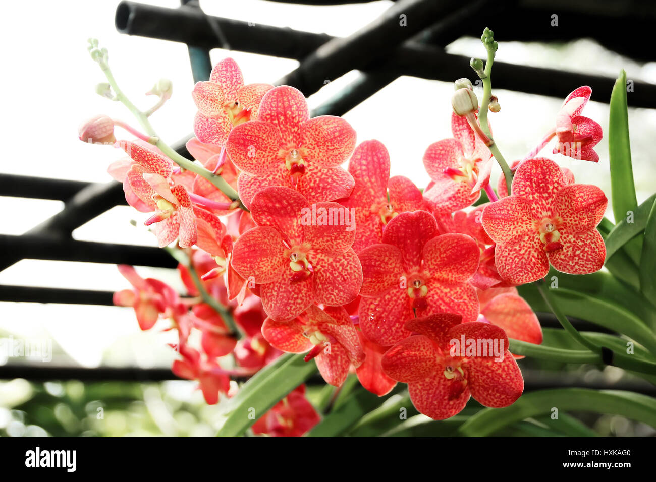 Thai Orchid in Botanic Garden Chiang Mai, Thailand Stock Photo