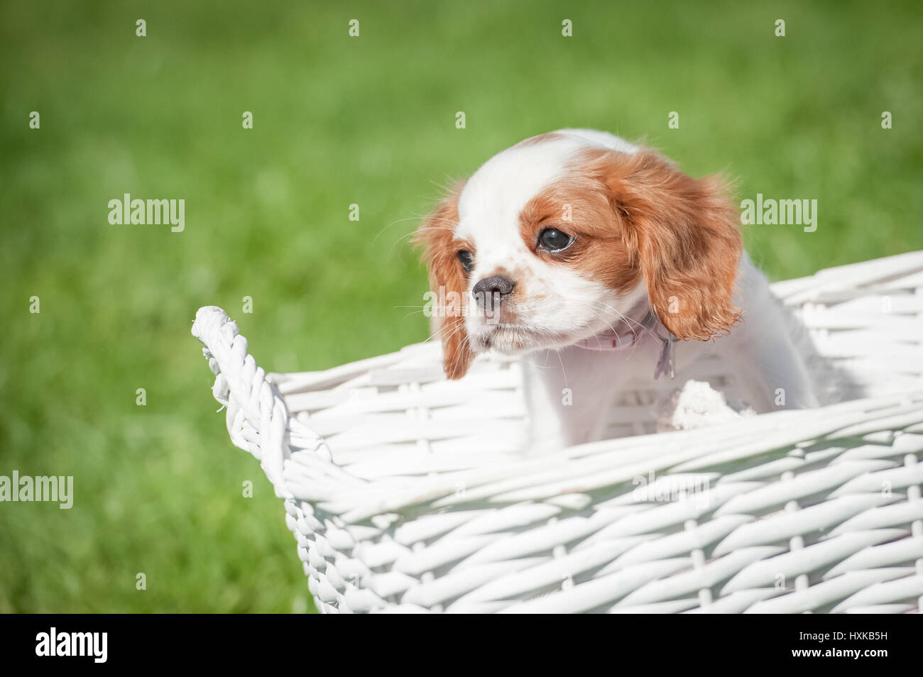 Cavalier King Charles Spaniel puppy in a basket Stock Photo