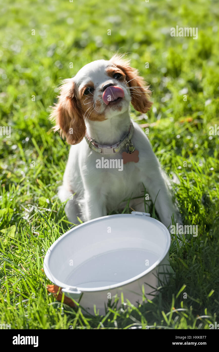Dog lapping water tongue hires stock photography and images Alamy