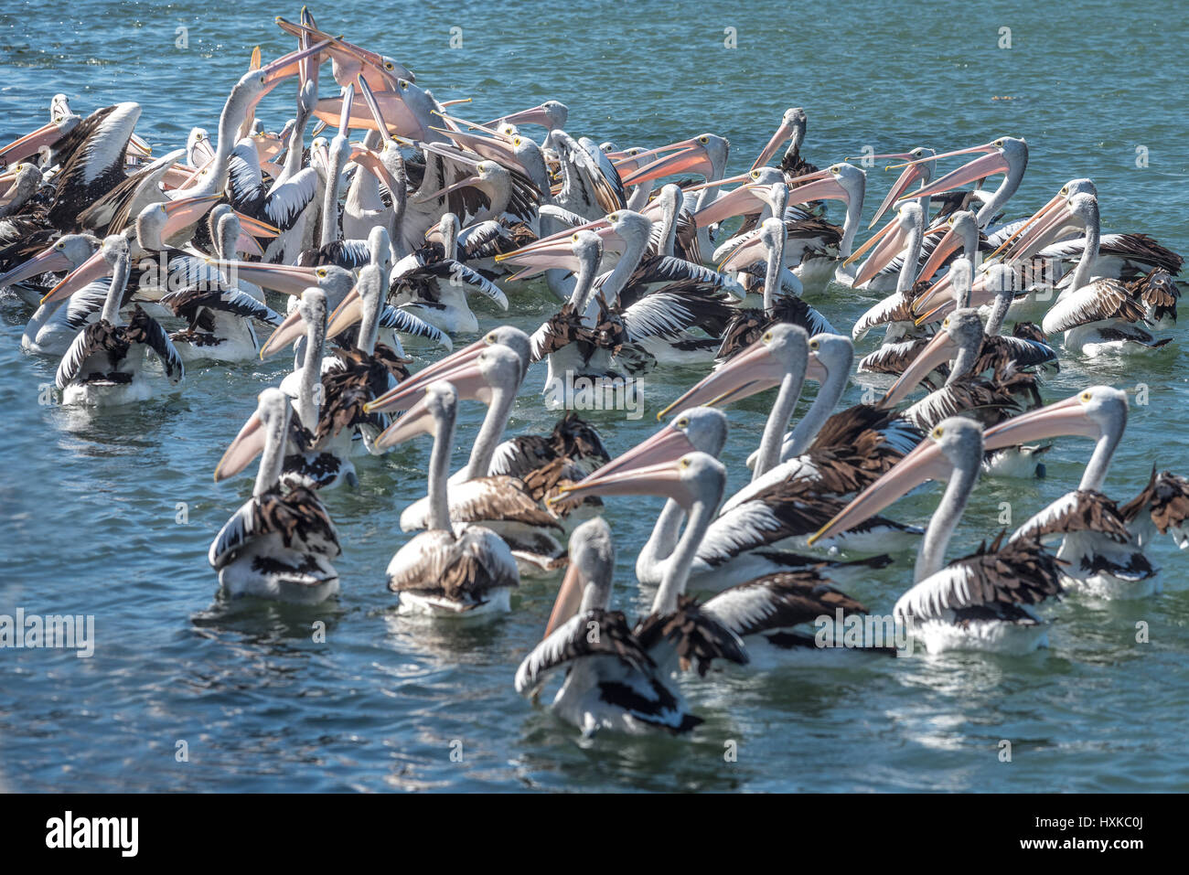 Hungry pelicans snatching food Stock Photo