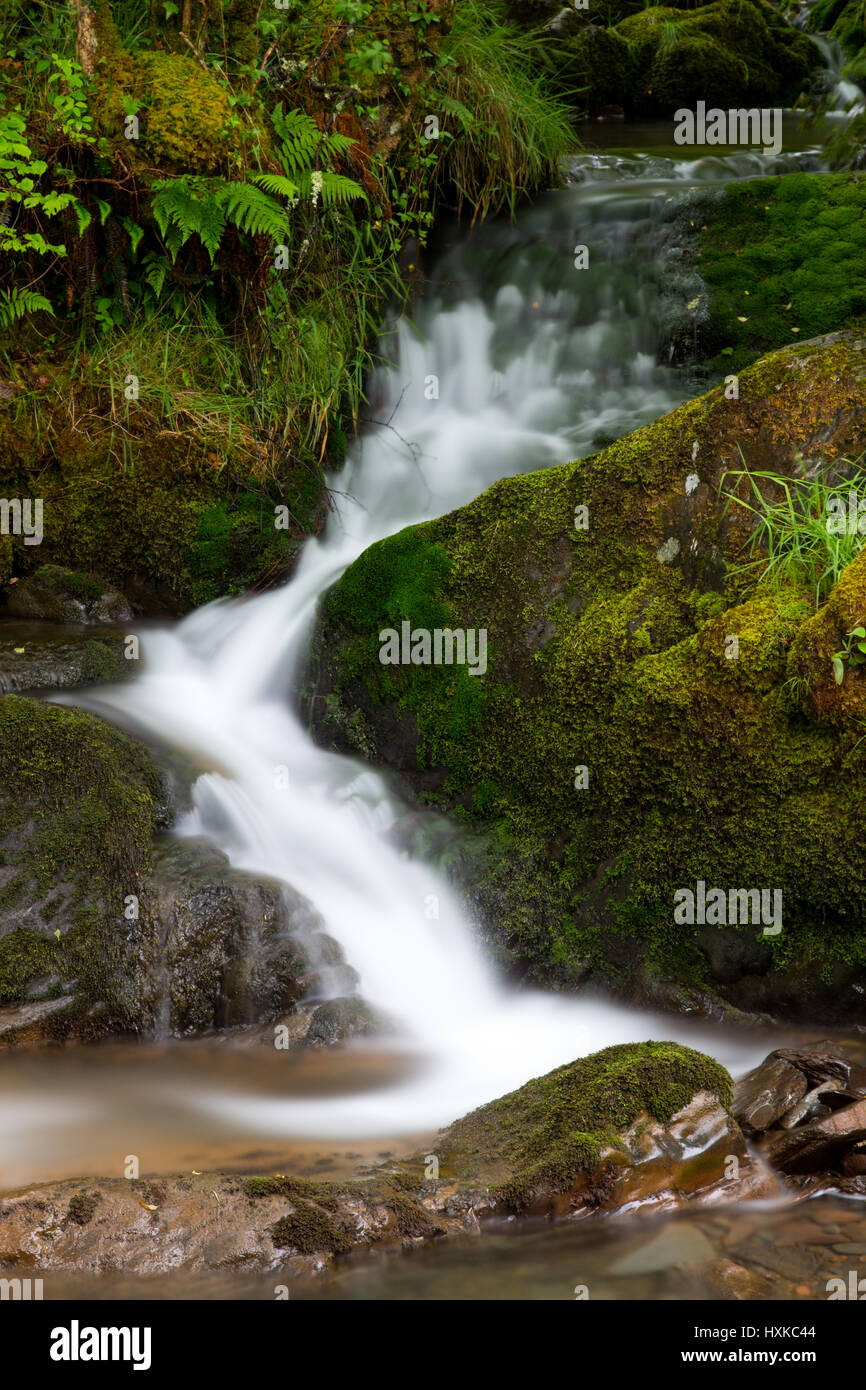 One of many small waterfalls in the forests around Nant Gwernol, in the mountains of Mid Wales. Stock Photo