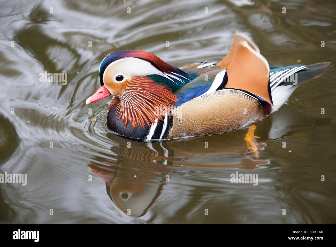 Male Mandarin Duck on the Grand Union Canal. Brighly coloured and in specific areas of the UK. Stock Photo