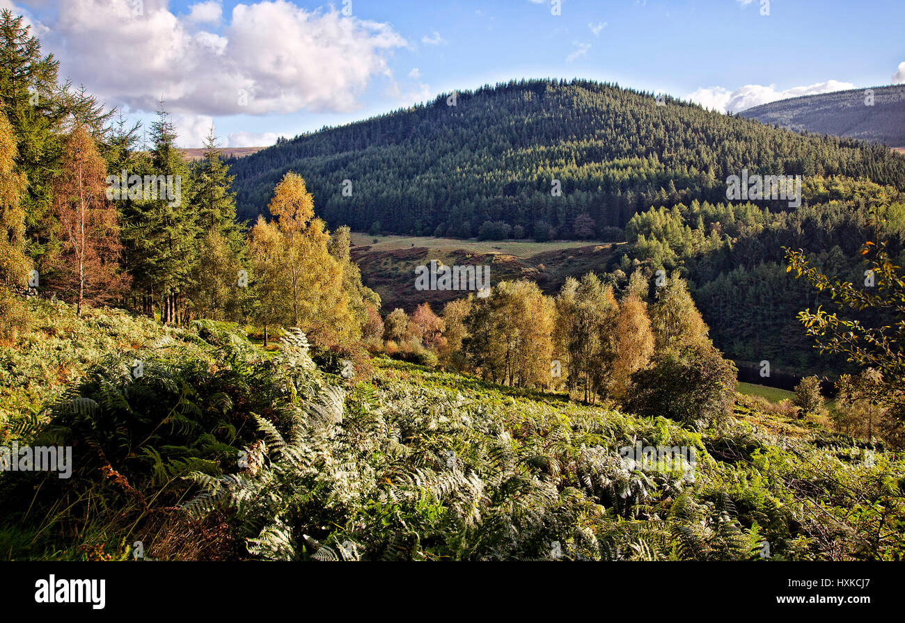 Autumn Scene, Thornylee and Traquair Forest, Ettrick Hills Stock Photo