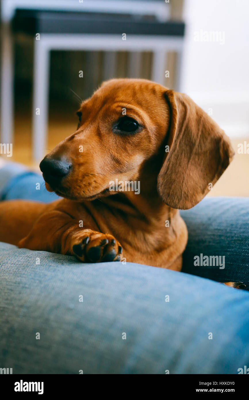 https://c8.alamy.com/comp/HXKDY0/4-months-old-smooth-brown-dachshund-puppy-resting-with-its-owner-HXKDY0.jpg