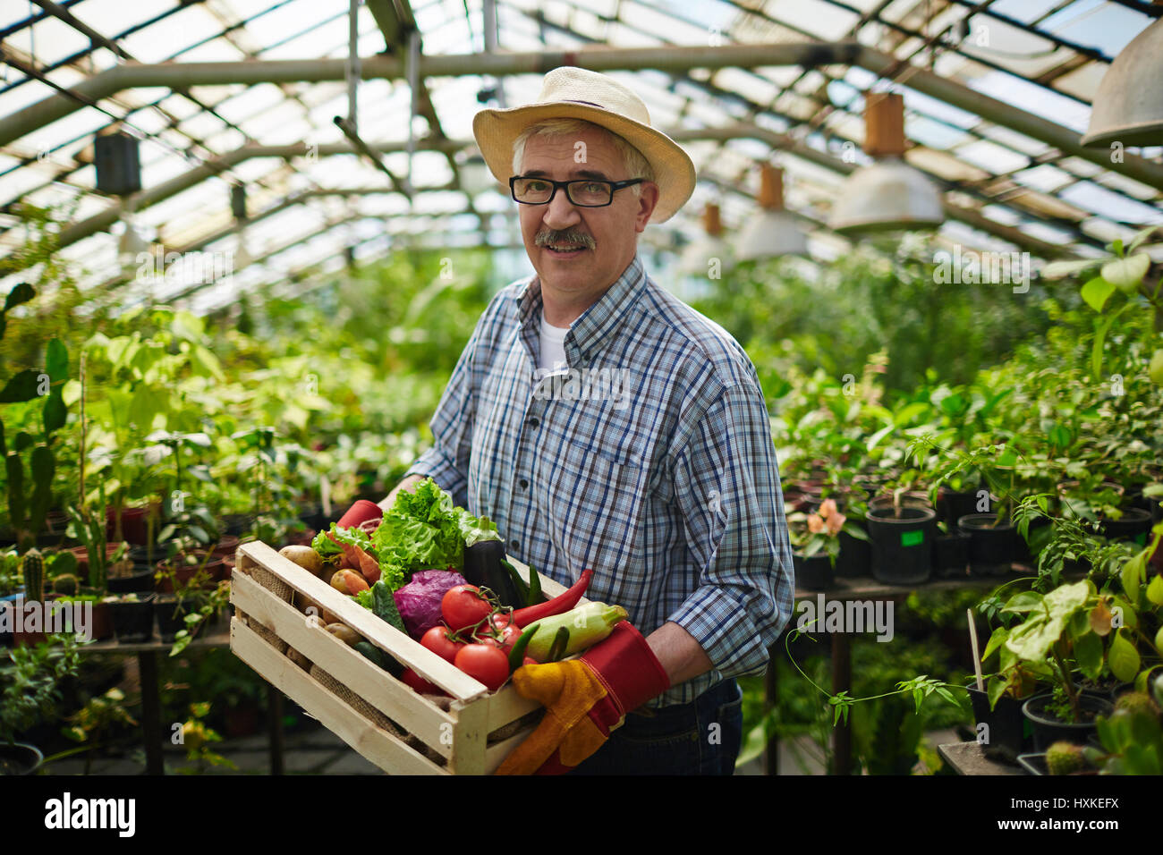 Smiling Senior Man Working in Vegetable Garden Stock Photo