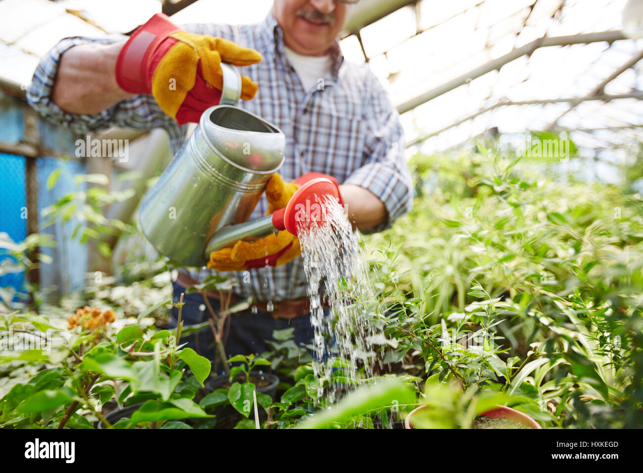 Senior Gardener Watering Plants in Glasshouse Stock Photo