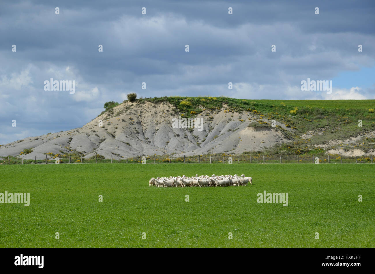 A flock of sheep are grazing in the green pasture under the clay hill ...