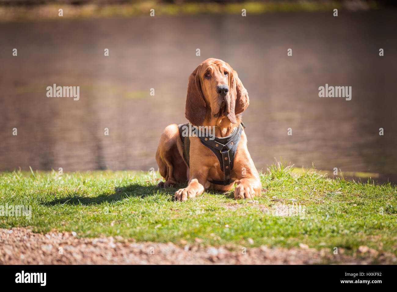 Bloodhound dog laying down in front of water Stock Photo