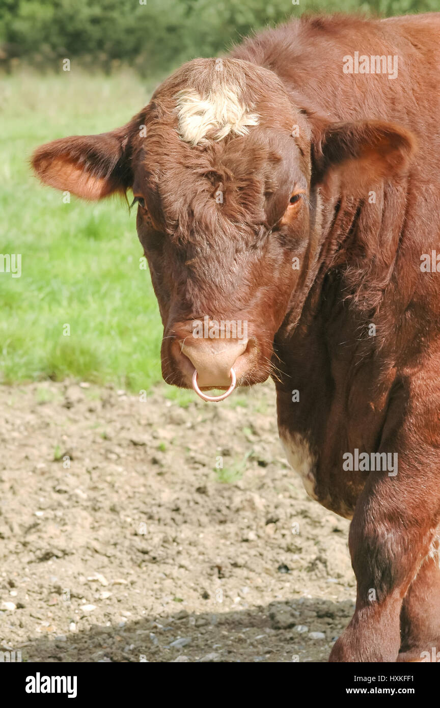 large livestock bull with a ring through its nose Stock Photo - Alamy
