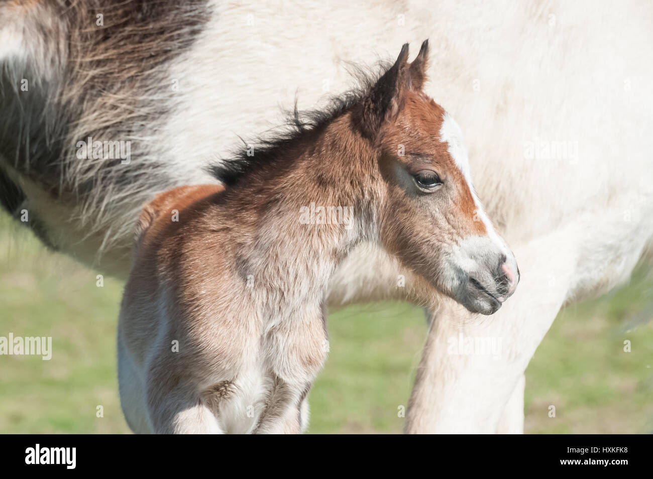 newborn welsh pony foal beside its mother Stock Photo