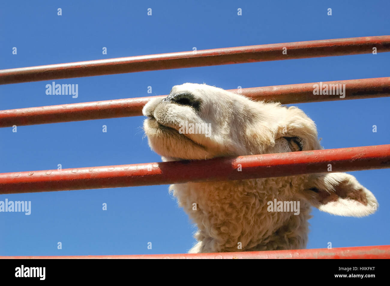 closeup of a lamb in a pen at a livestock market Stock Photo - Alamy