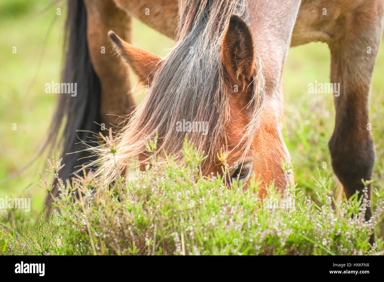closeup of a wild pony grazing on grass and heather Stock Photo