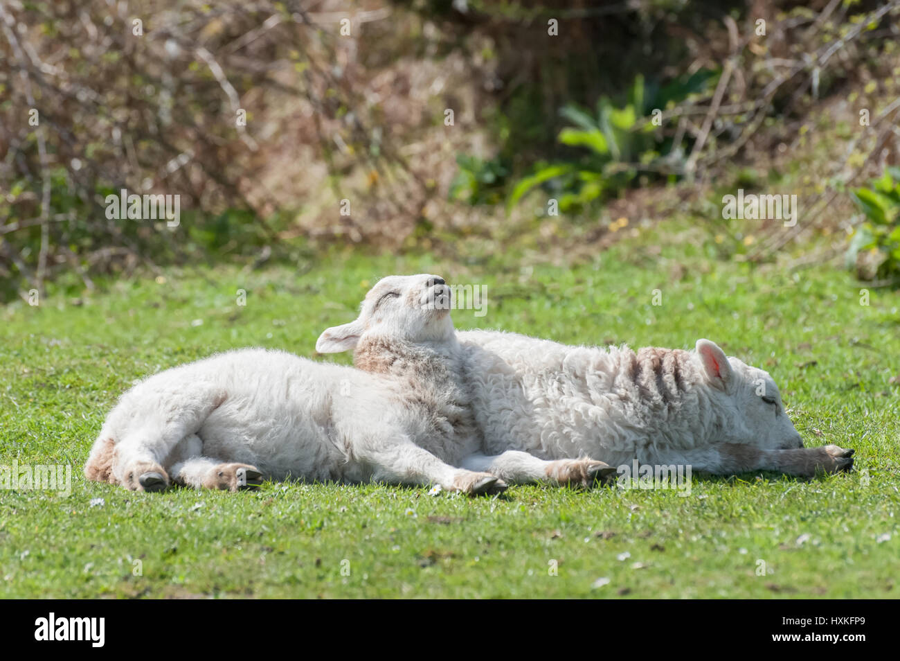 two cute lambs sunbathing in springtime sunshine Stock Photo - Alamy