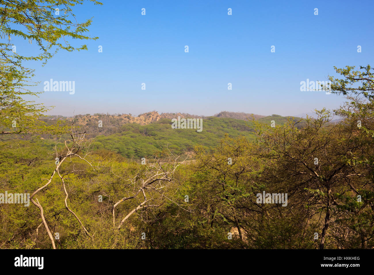 lush green acacia wooded landscape;of morni hills in chandigarh punjab india with sandy rock faces under a blue sky Stock Photo