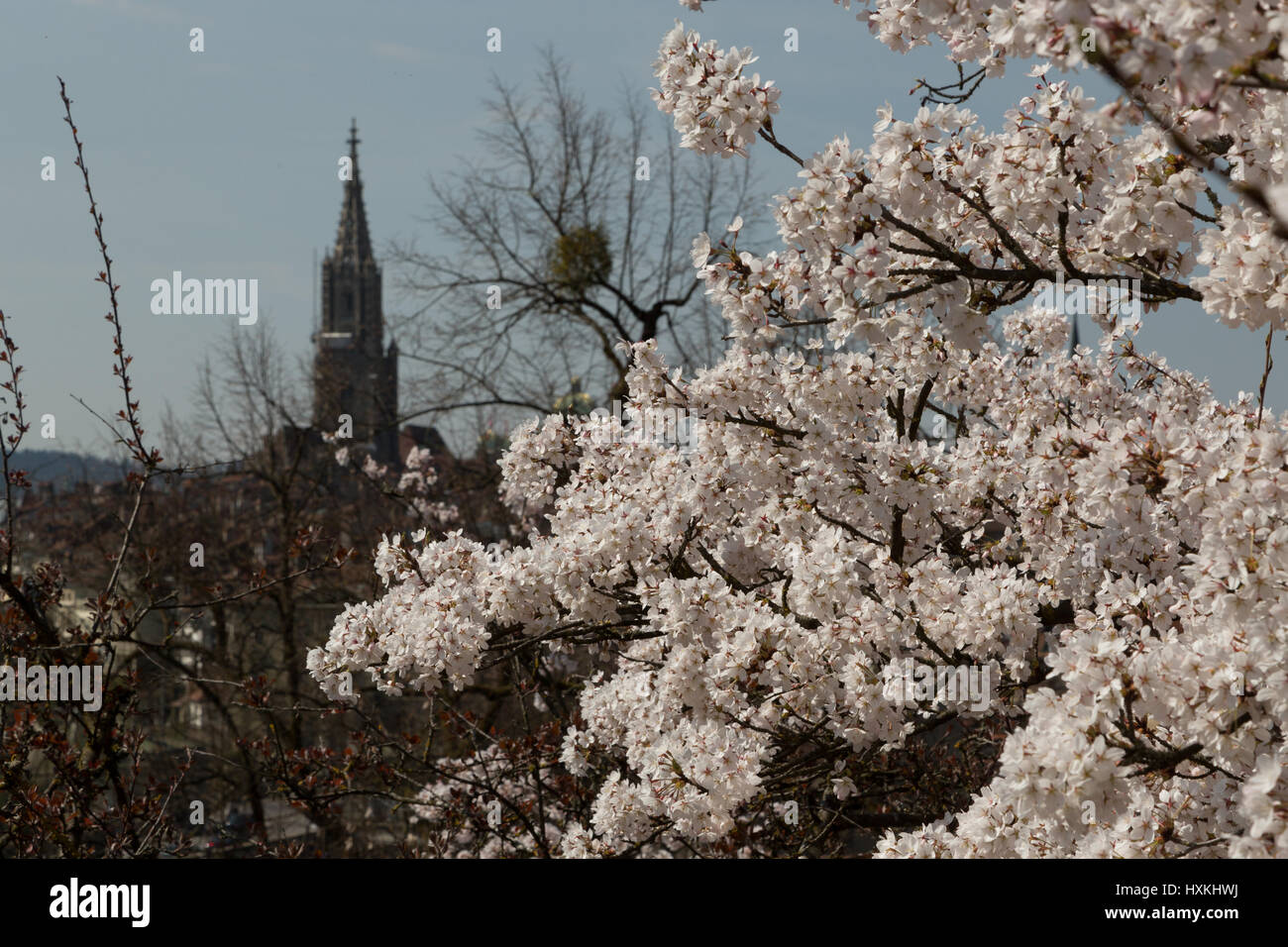 A photograph of some Japanese Cherry Blossoms in front of the old city in  Bern, Switzerland. They are located in the public rose garden (Rosengarten  Stock Photo - Alamy
