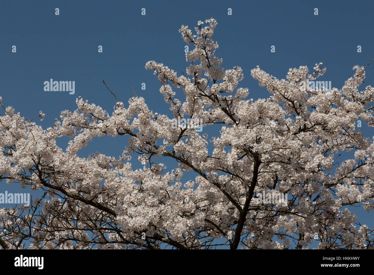 A photograph of some Japanese Cherry Blossoms in Bern, Switzerland. They are located in the public rose garden (Rosengarten) overlooking the city. Stock Photo