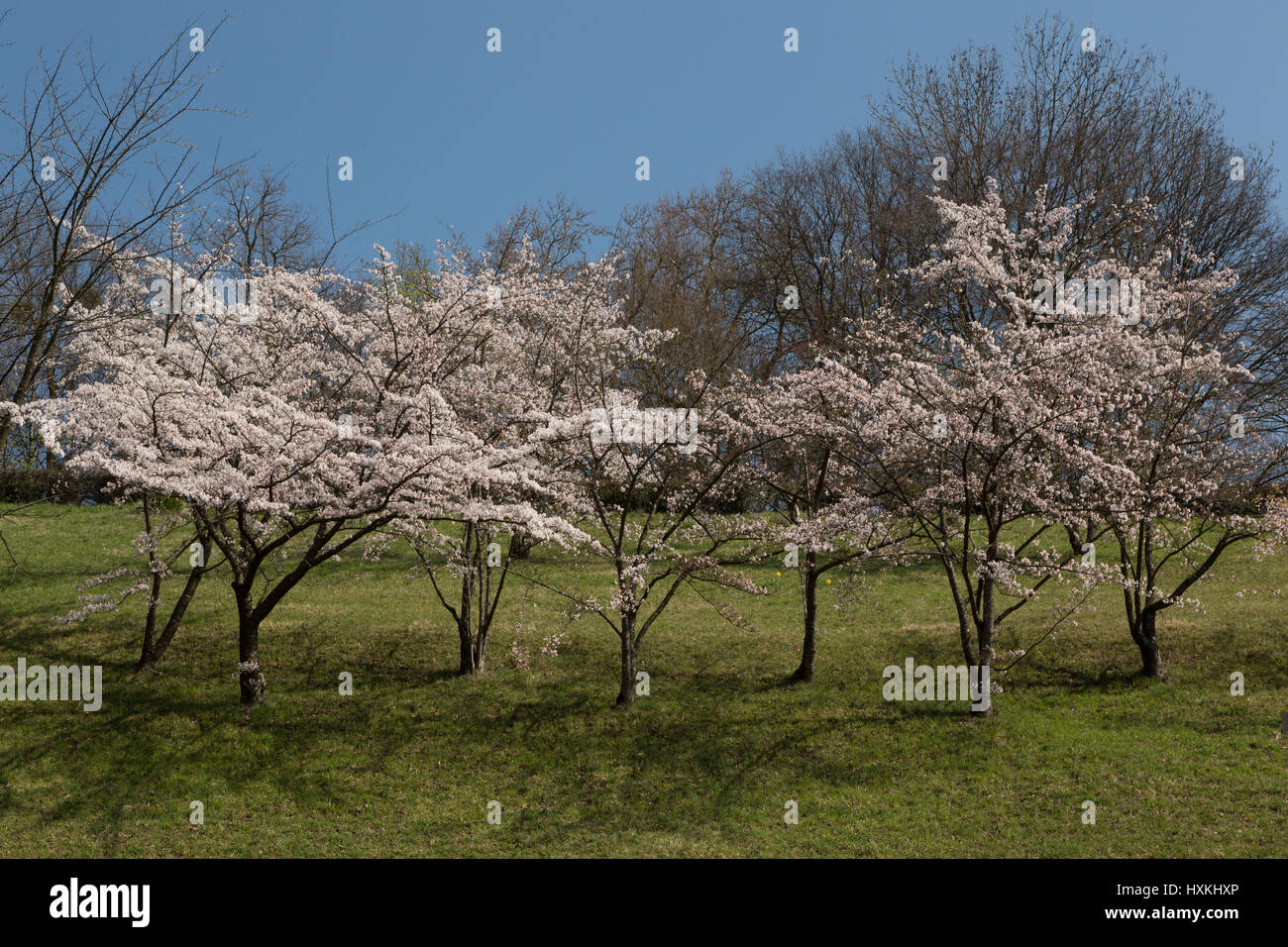A photograph of some Japanese Cherry Blossoms in Bern, Switzerland. They are located in the public rose garden (Rosengarten) overlooking the city. Stock Photo