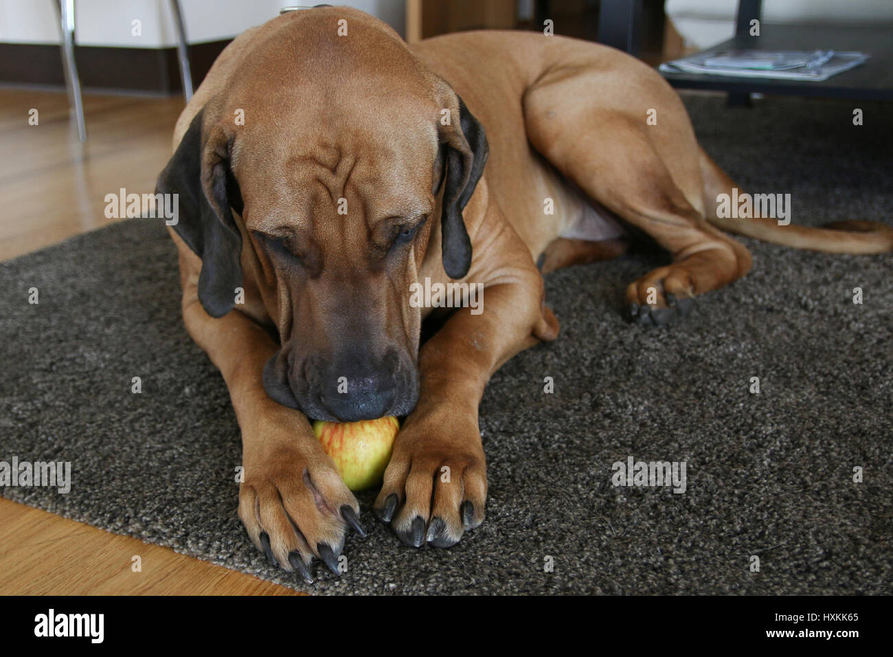 an apple and big paw of dog Stock Photo Alamy
