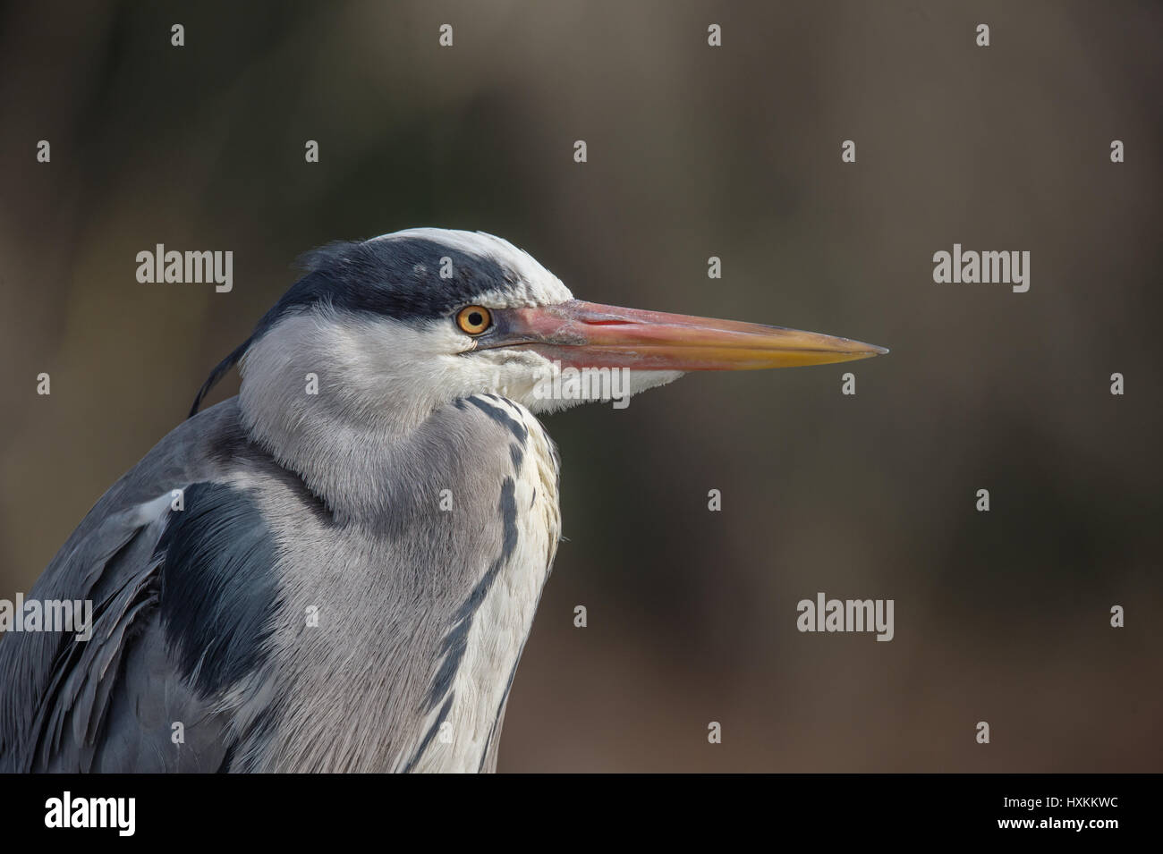 Grey Heron Stock Photo