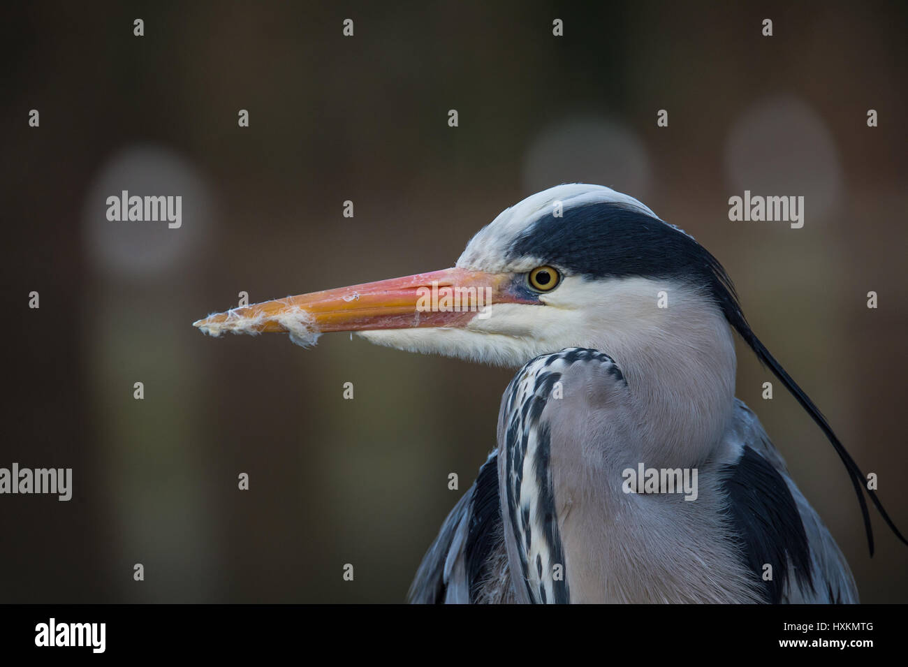 Grey Heron Stock Photo