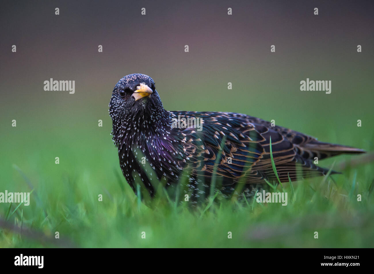 Common Starling Stock Photo