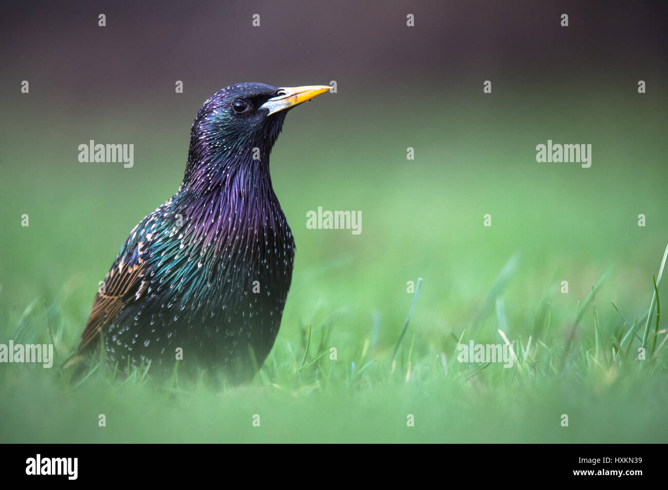 Common Starling Stock Photo