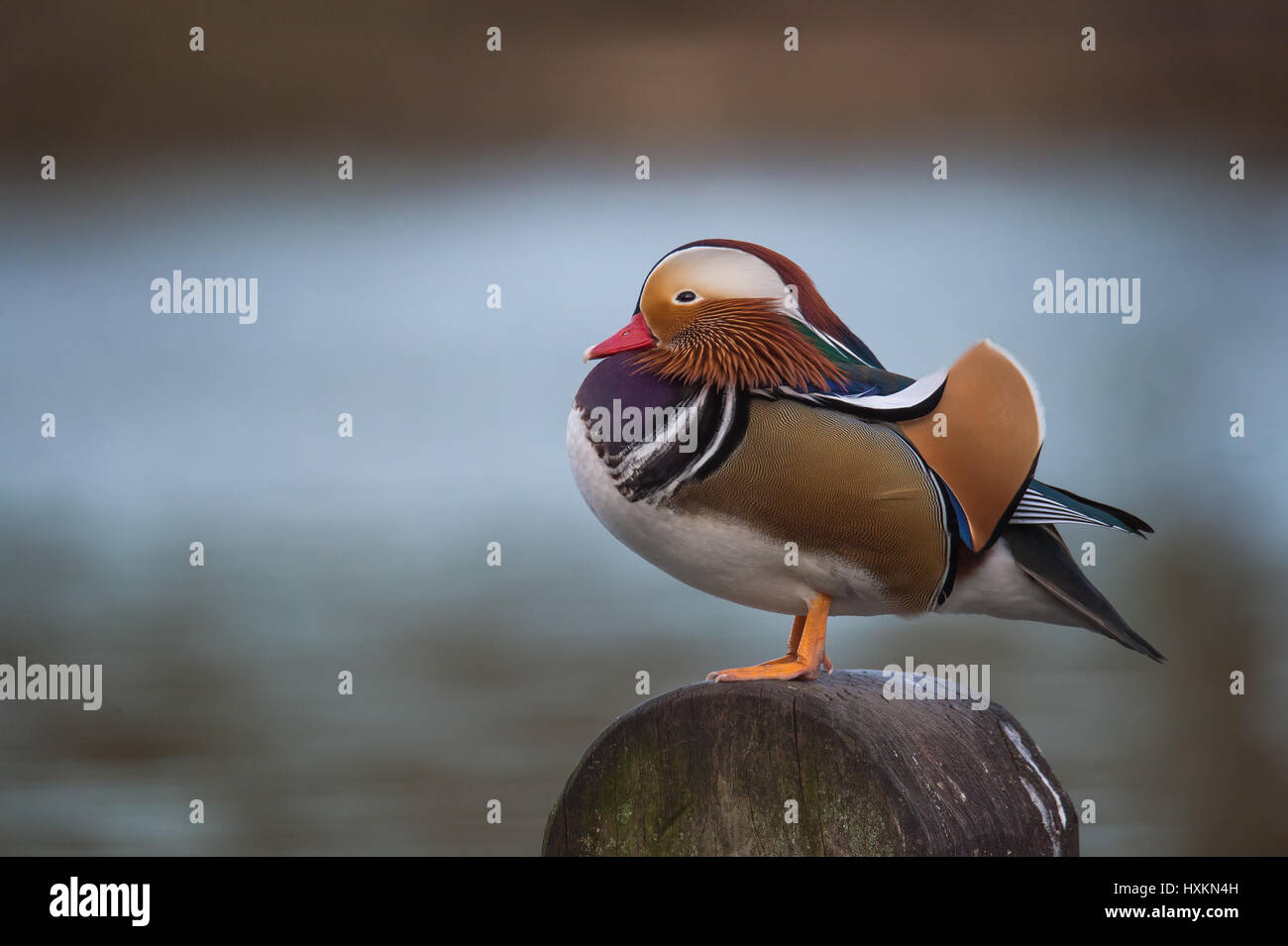 Mandarin Duck Stock Photo