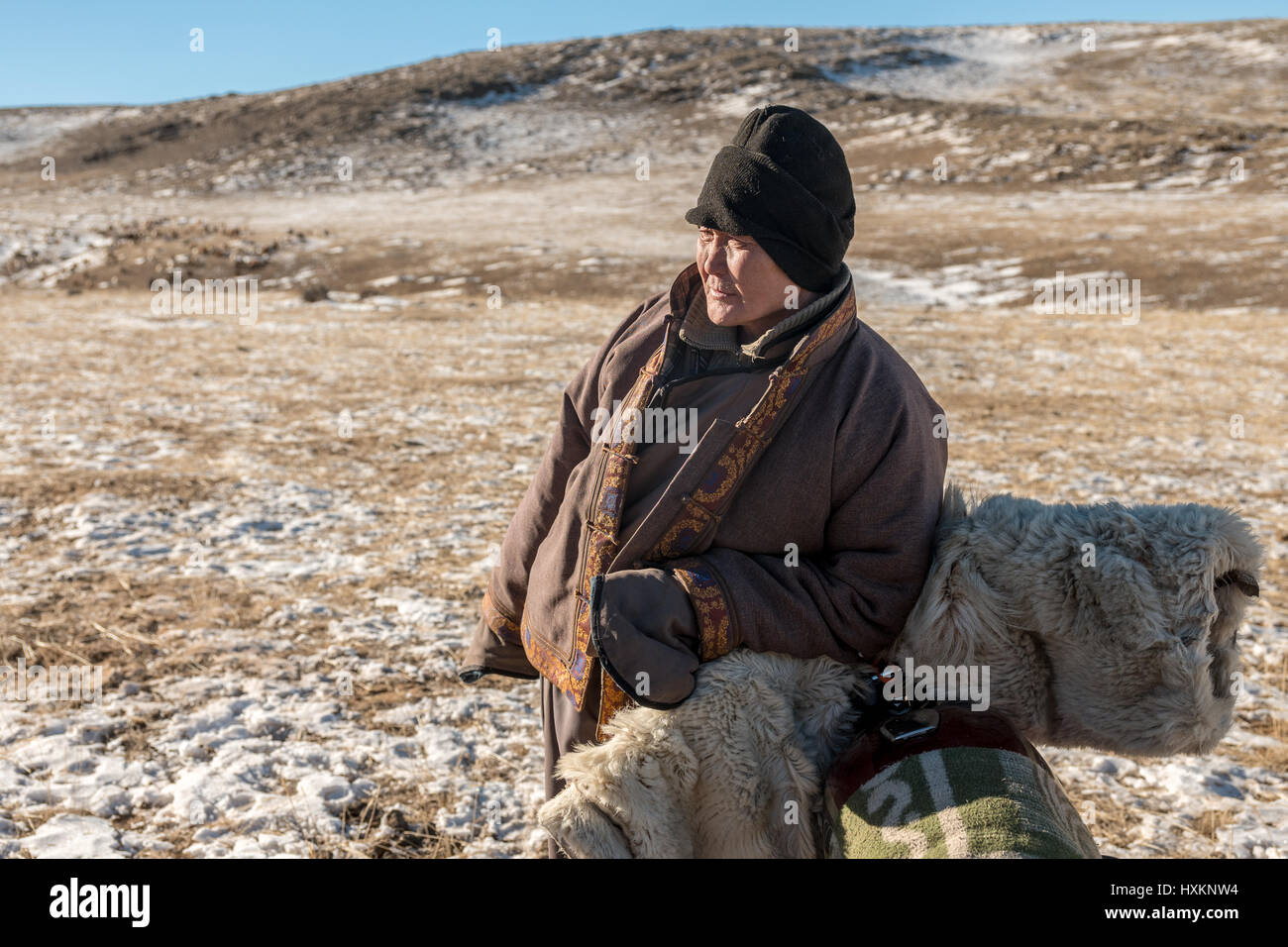 Mongolian sheep and goat herders in the Gobi Desert manage their flocks ...