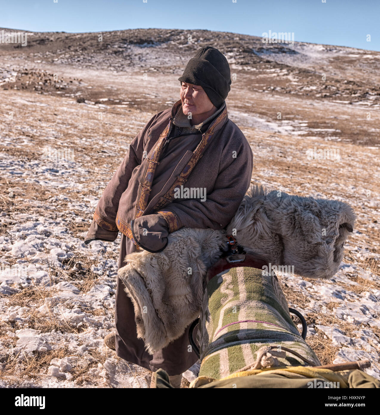 Mongolian sheep and goat herders in the Gobi Desert manage their flocks ...