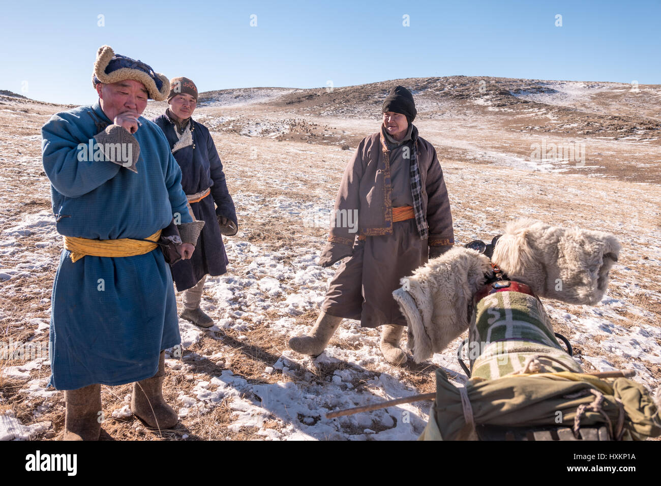 Mongolian sheep and goat herders in the Gobi Desert manage their flocks ...
