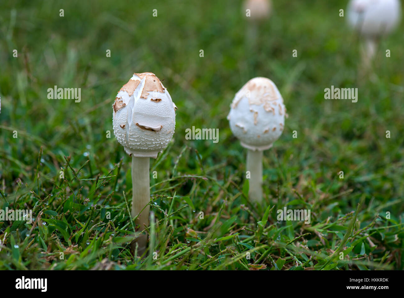 a fresh mushroom after rains in deep woods Stock Photo