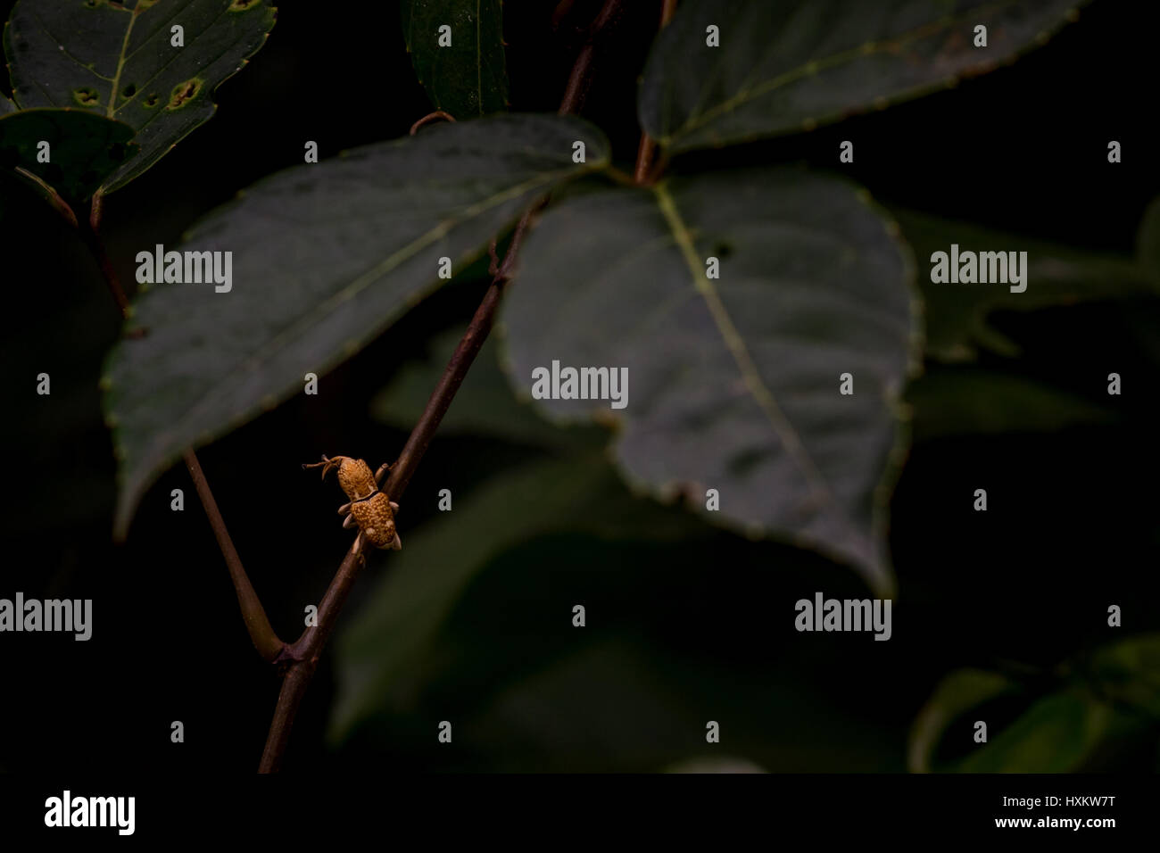 Weevil beetle climbing up a tree branch in the rain forest of Mulu National Park with dark background. Stock Photo