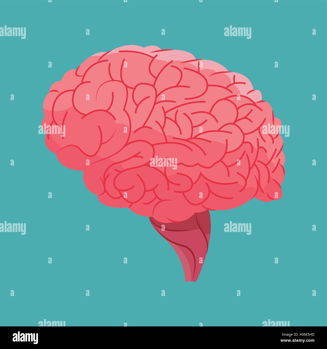 Lateral internal brain anatomy hi-res stock photography and images - Alamy