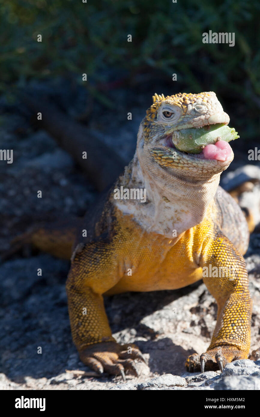 Galapagos Land Iguana (Conolophus subcristatus) feeding on prickly pear cactus fruit (Opuntia galapageia) on South Plaza in the Galapagos Islands Stock Photo