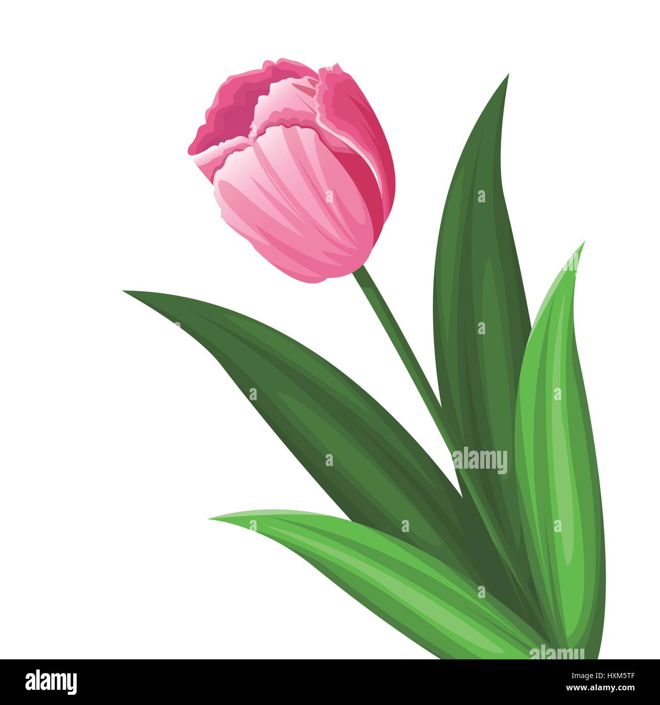 pink tulip flower decoration Stock Vector