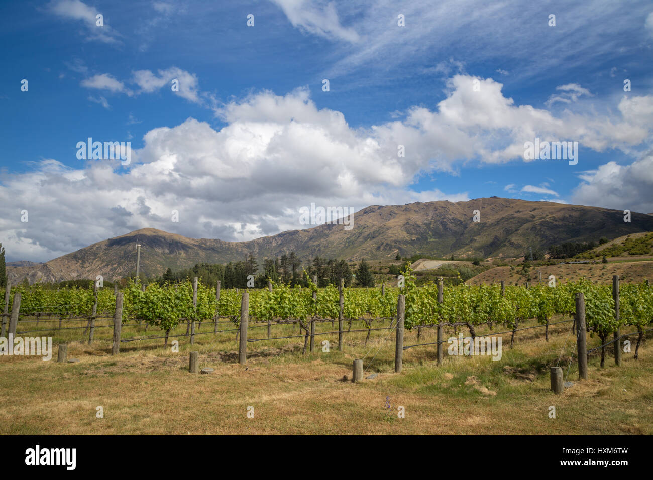 View from the winery in Central Otago, South Island, New Zealand. Green vineyard with mountains and hills on the background under a blue sky Stock Photo