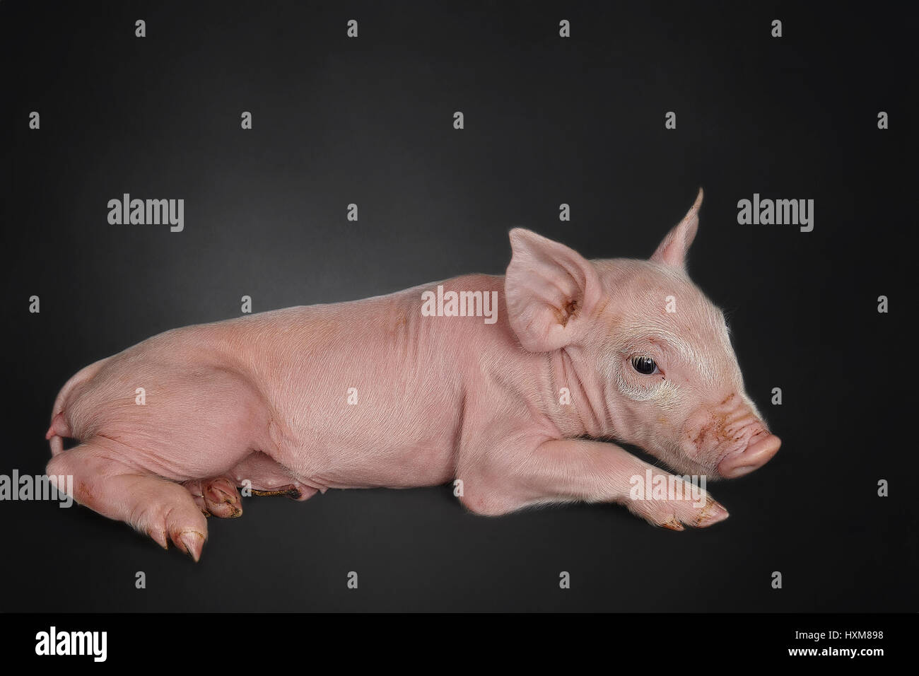 A heartwarming studio portrait of a laying piglet on a dark grey background. Stock Photo