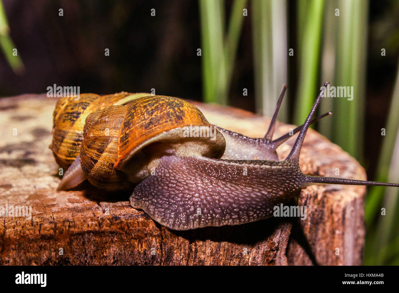 Pulmonate Land Snails Mating High Resolution Stock Photography and