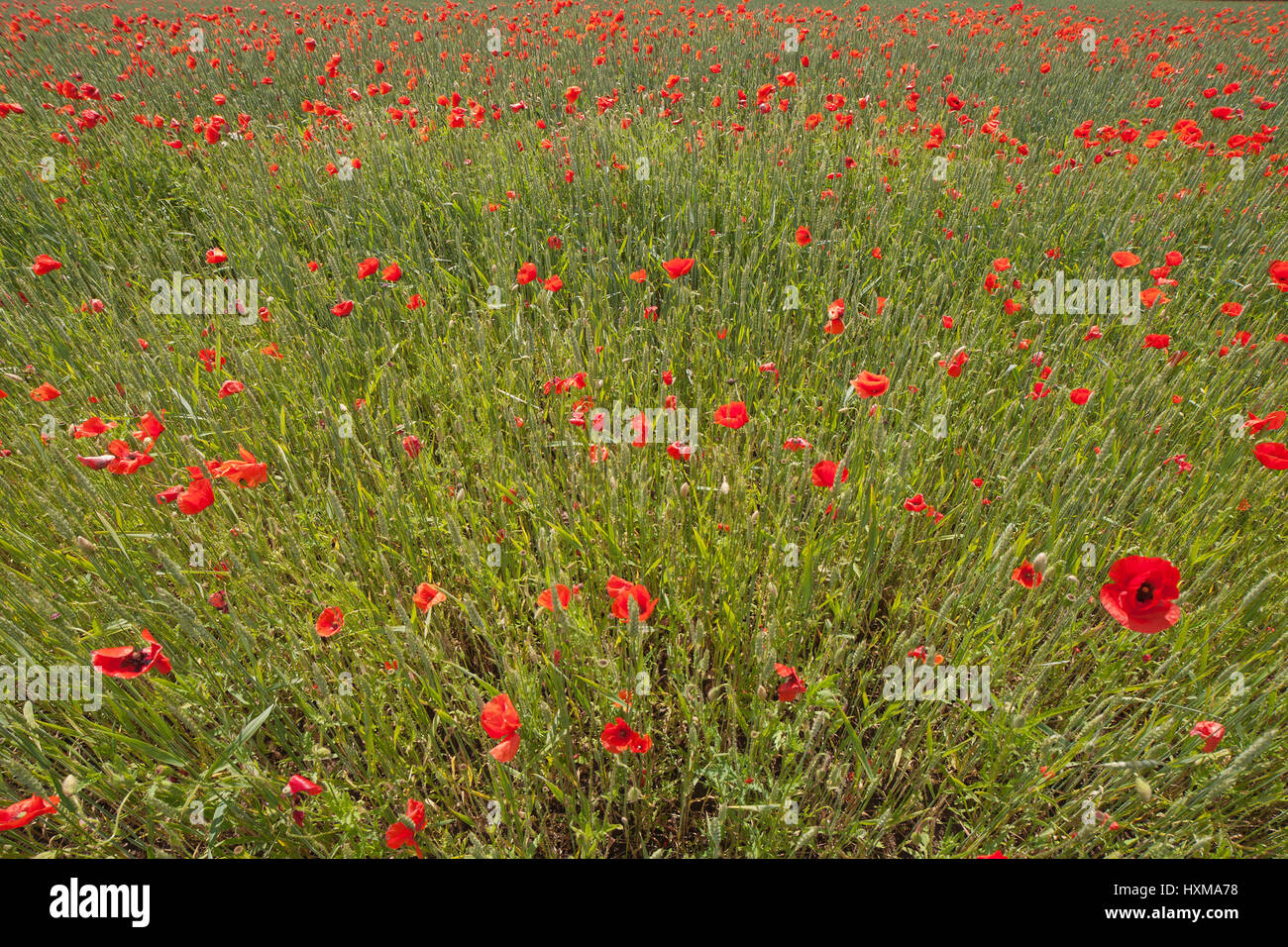 Red poppies in green wheat Stock Photo - Alamy