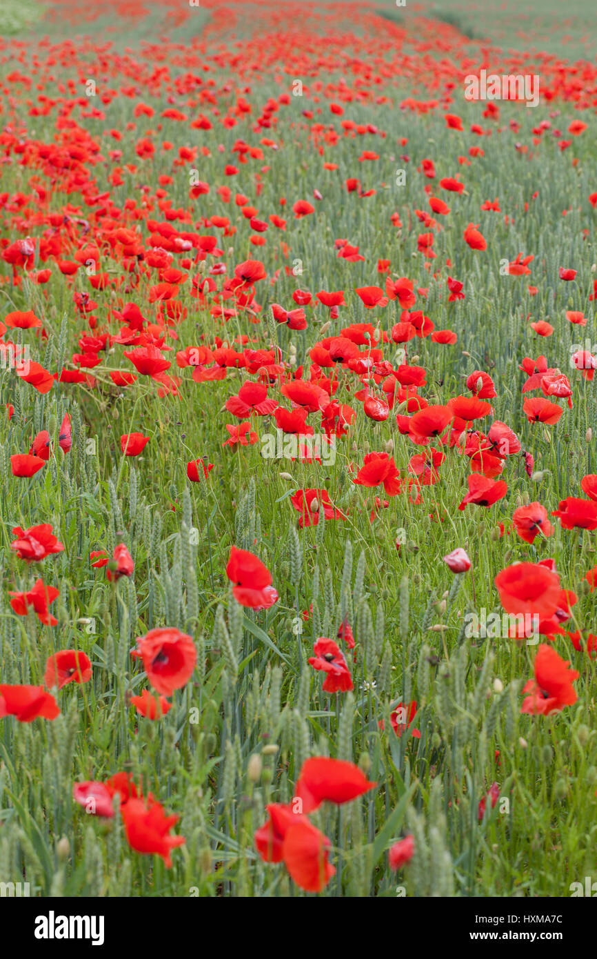 Red poppies in green wheat Stock Photo - Alamy