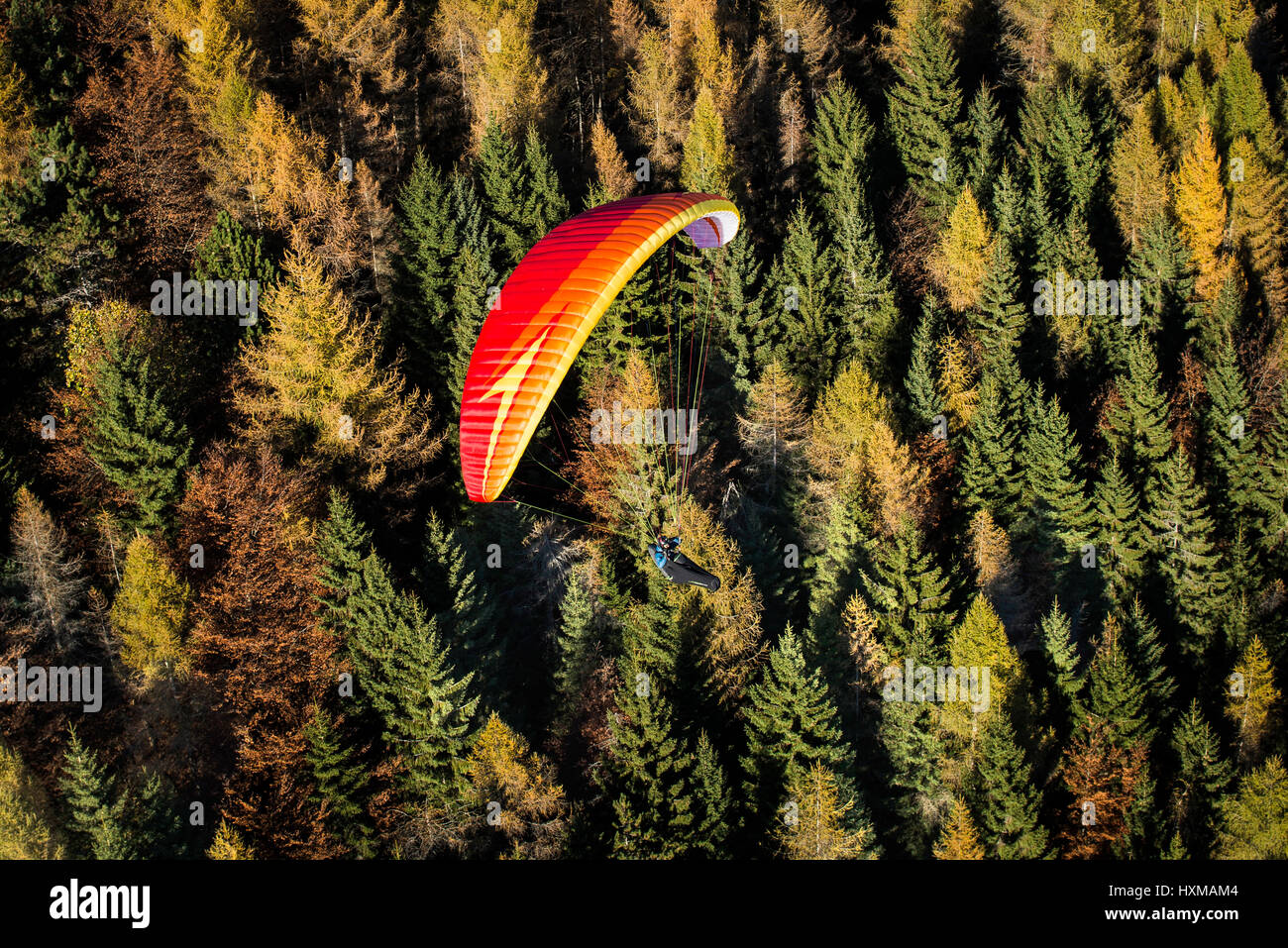 Paraglider flying over autumn woods, mixed forest, Monte Dolada, Province of Belluno, Veneto, Italy Stock Photo